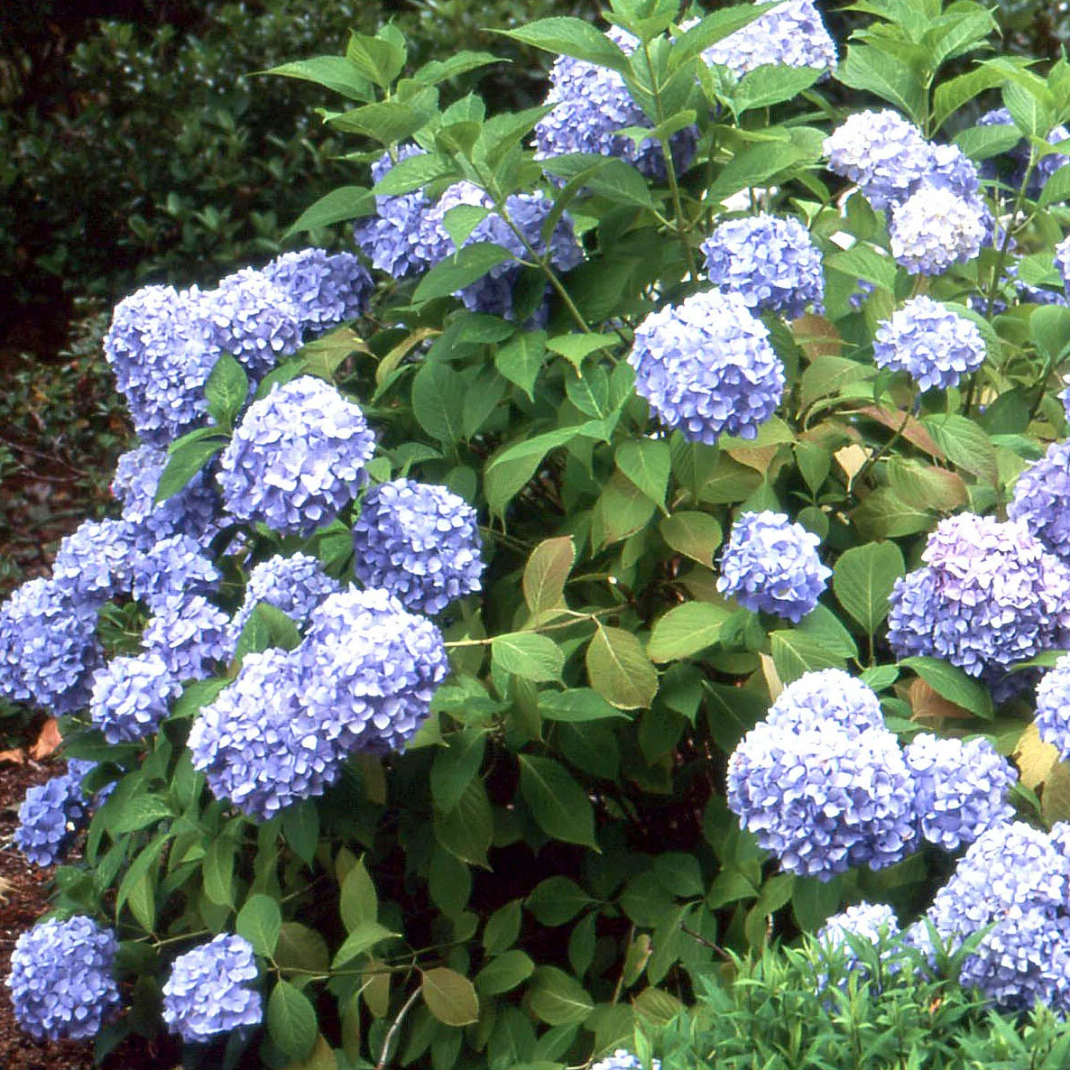 Hydrangea Care & Pruning — Seattle's Favorite Garden Store Since
